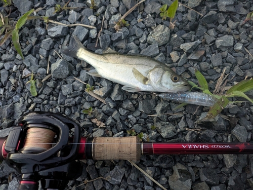 セイゴ（タイリクスズキ）の釣果