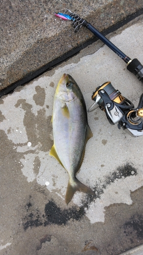 ショゴの釣果