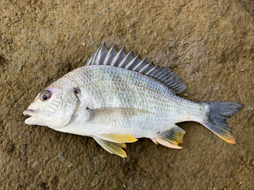 キビレの釣果