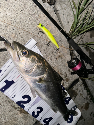 シーバスの釣果