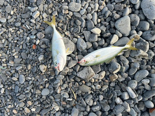 ワカナゴの釣果