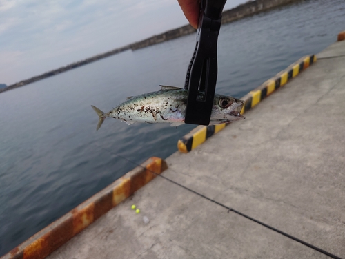 サバの釣果