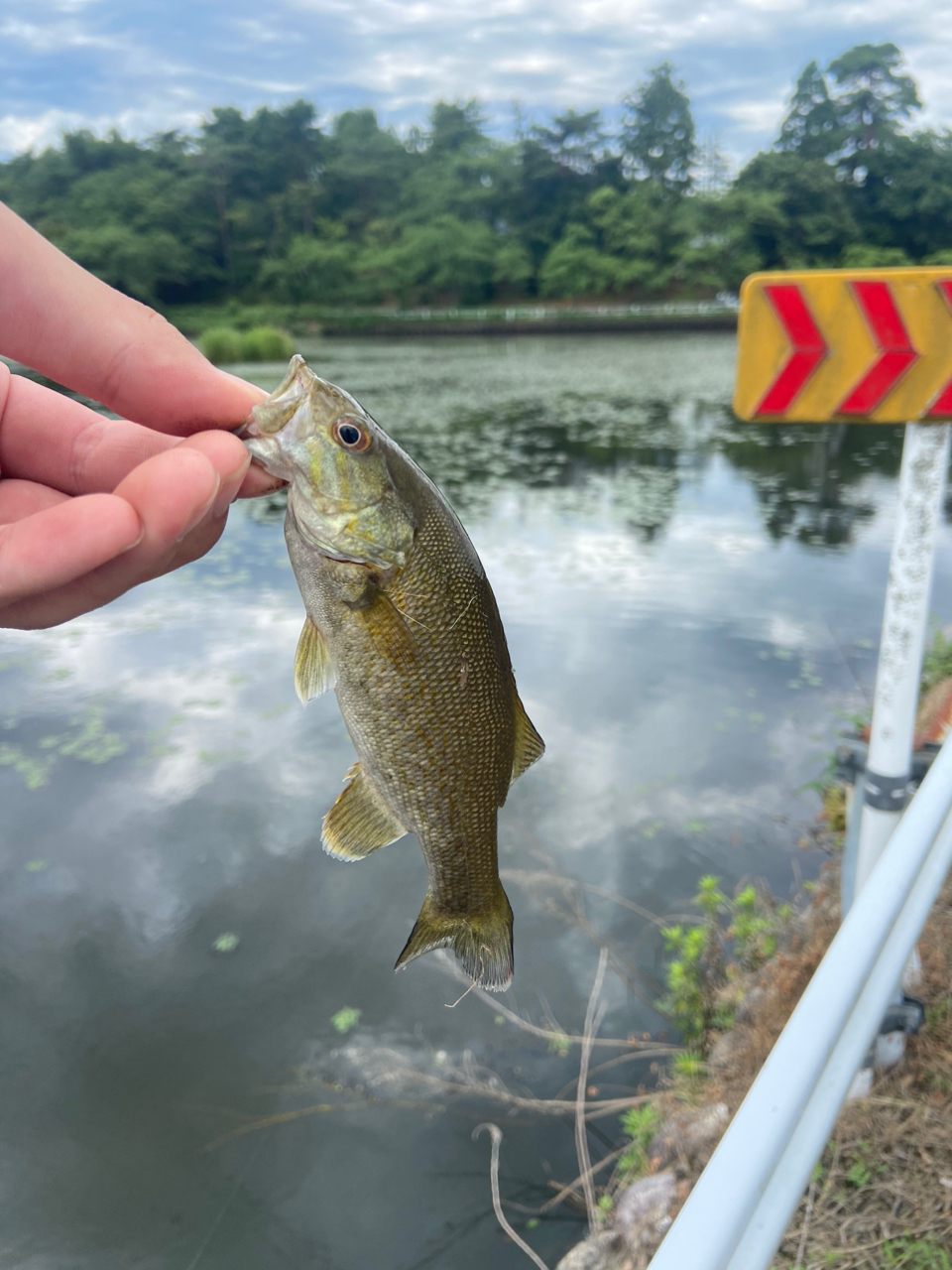 スモールマウスバス