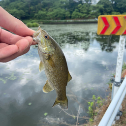 スモールマウスバス