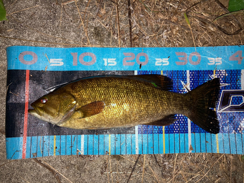 スモールマウスバスの釣果