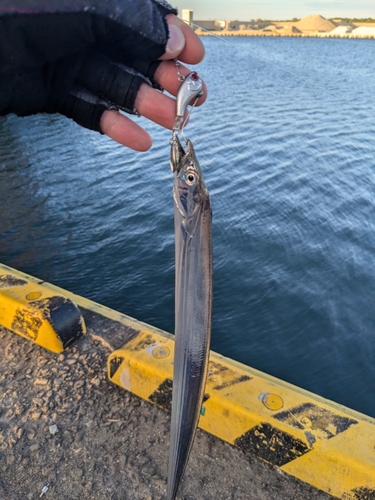 タチウオの釣果