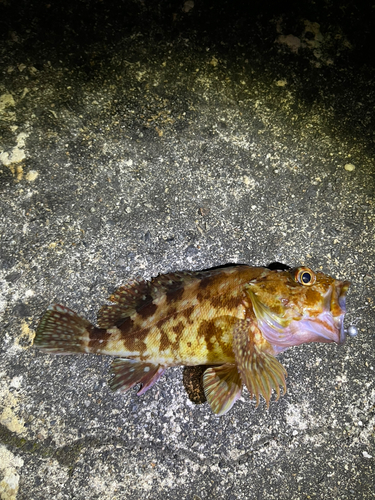 カサゴの釣果