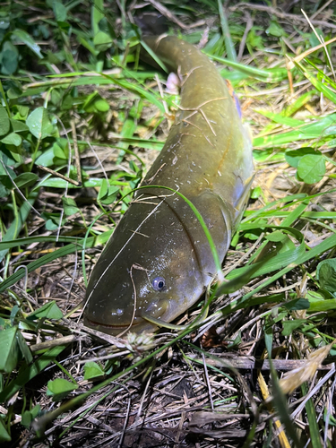 マナマズの釣果