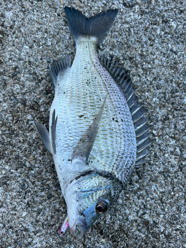 ミナミクロダイの釣果