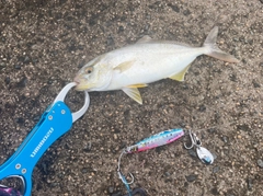 ショゴの釣果