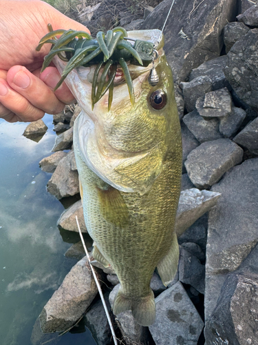 ブラックバスの釣果