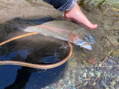 ニジマスの釣果