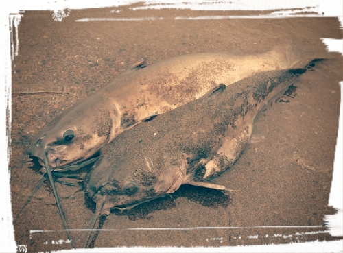 アメリカナマズの釣果