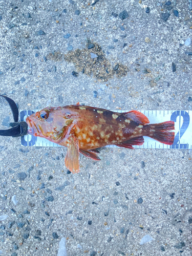 カサゴの釣果