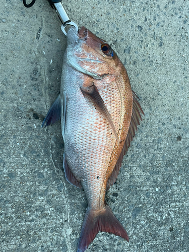 タイの釣果