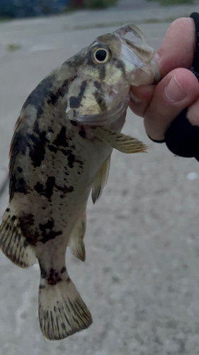 クロソイの釣果