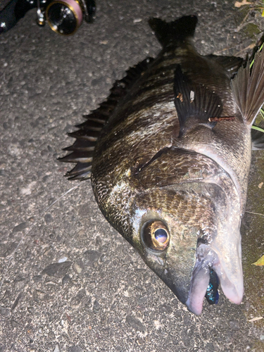 クロダイの釣果