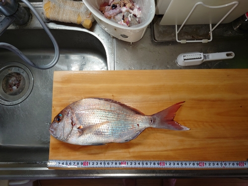 マダイの釣果