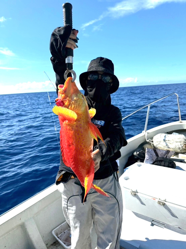 バラハタの釣果