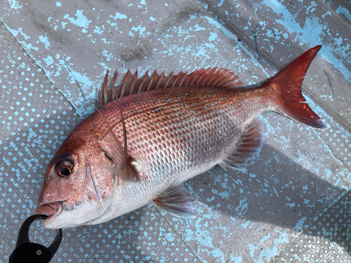 マダイの釣果