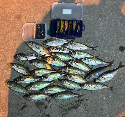 アジの釣果