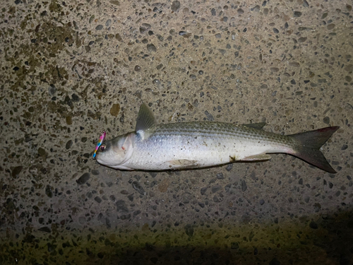 ボラの釣果