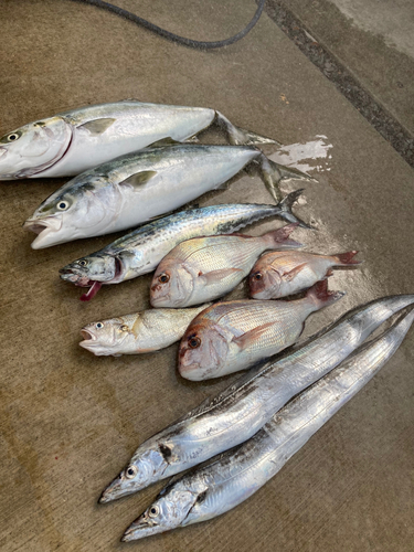 イシモチの釣果