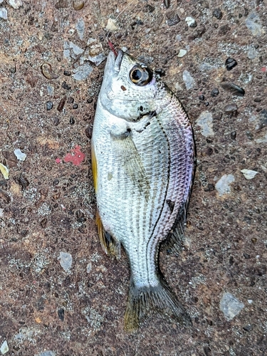 キビレの釣果