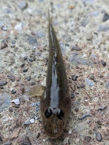 ハゼの釣果