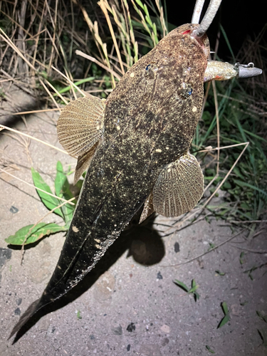 マゴチの釣果