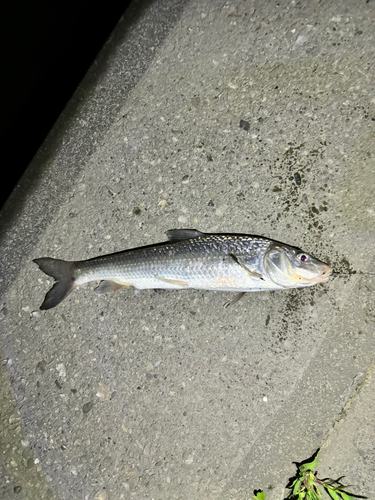 ニゴイの釣果