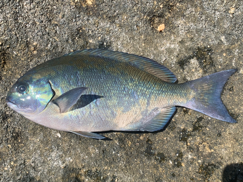 グレの釣果