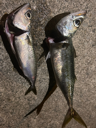 サバの釣果