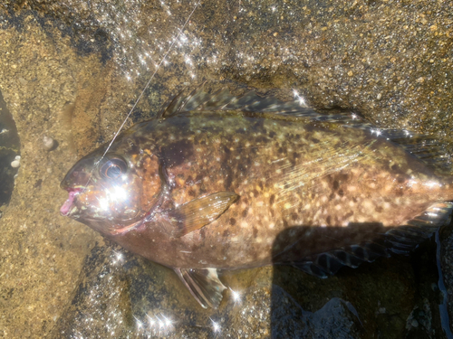 アイゴの釣果