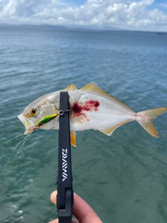 アコウの釣果