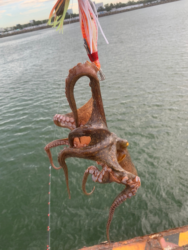 タコの釣果