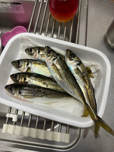 アジの釣果