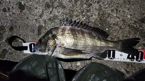 チヌの釣果