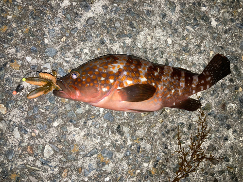 アコウの釣果