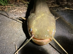 ナマズの釣果