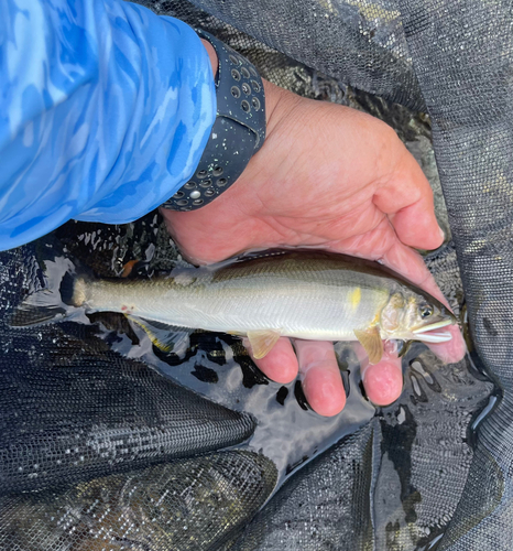 アユの釣果