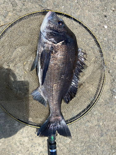 クロダイの釣果