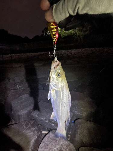 セイゴ（マルスズキ）の釣果