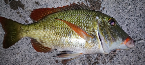 クチナジの釣果