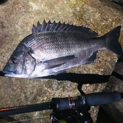 クロダイの釣果