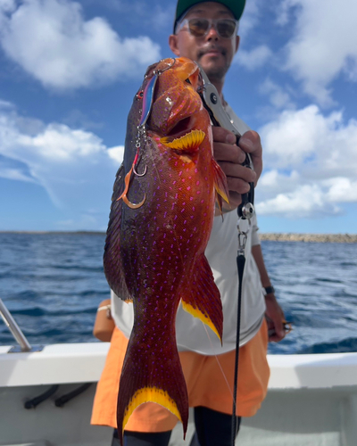 バラハタの釣果