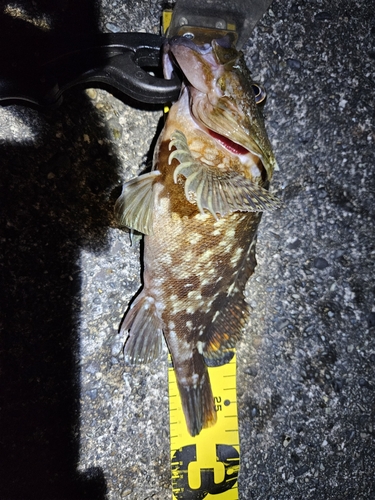 カサゴの釣果