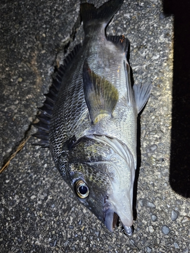 クロダイの釣果