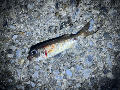 クロムツの釣果