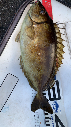 アイゴの釣果